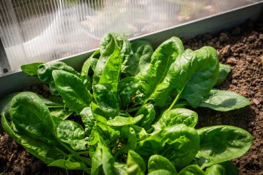 Serada yakın plan bir yatakta büyüyen ıspanak. Gün batımında büyük ıspanak yaprakları yetişiyor..