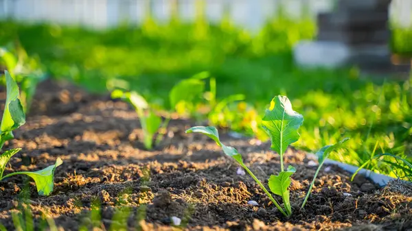 Taze ekilmiş lahana fideleri sabah güneş doğarken bahçede yetişir. Genç sebze filizleri.