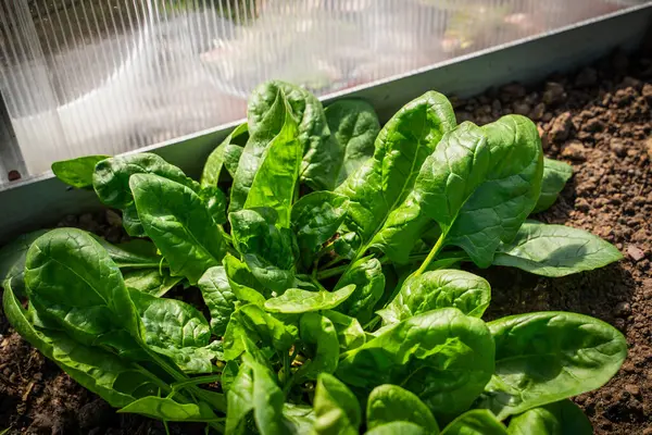 Serada yakın plan bir yatakta büyüyen ıspanak. Gün batımında büyük ıspanak yaprakları yetişiyor..