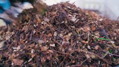 Öğütücüdeki dalları inceledikten sonra odun parçaları ve talaş toplamak. Eldivenli eller kovaya odun parçaları döker. Yüksek kaliteli FullHD görüntüler