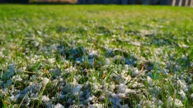 Güneşli bir bahar gününde karlı yeşil çimenler. Yüksek kaliteli FullHD görüntüler