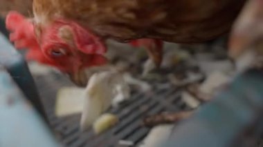 Tavuklar yavaş çekimde doğranmış lahana gagalıyor. Yüksek kaliteli FullHD görüntüler