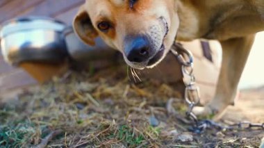 Tasmalı açık renkli aç köpek köpek köpek köpek kulübenin yakınında kemikleri yakın mesafeden yer. Yüksek kaliteli FullHD görüntüler