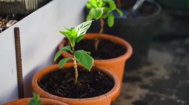 Ortancalar su kabından sulanan saksılarda yavaş çekimde yaklaşabilirler. Yüksek kaliteli FullHD görüntüler