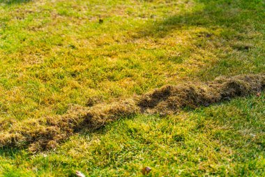 Kıştan sonra çimleri tırmıklamanın bir sonucu olarak kuru bir ot yığını. Bahar çim bakımı ve temizlik.