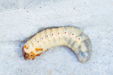 Büyük gergedan böcek larvası, yakın plan..