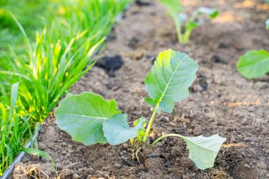 Taze ekilmiş lahana fideleri sabah güneş doğarken bahçede yetişir. Genç sebze filizleri.