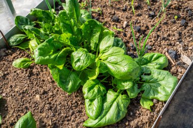 Serada yakın plan bir yatakta büyüyen ıspanak. Gün batımında büyük ıspanak yaprakları yetişiyor..