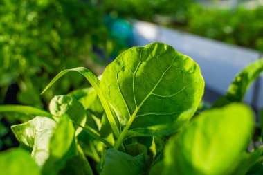 Gün batımında serada lahana fideleri..
