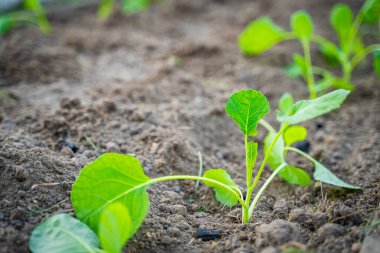 Bahçe yatağına lahana tohumları ekildi..