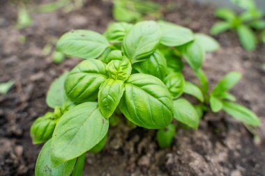 Sebze bahçesinde büyüyen fesleğen..