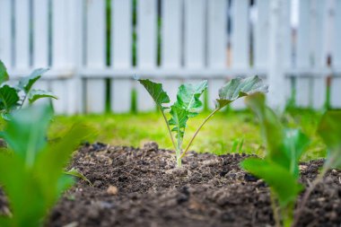 Sebze bahçesinde yetişen taze karnabahar ve Brüksel filizleri, yakın plan..