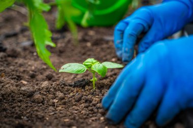 Mavi lastik eldivenli eller bahçe yatağına fesleğen ekiyor, yakın plan..
