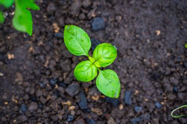 Toprakta yetişen küçük fesleğen, yakın plan..