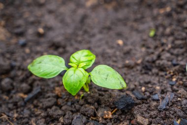 Toprakta yetişen küçük fesleğen, yakın plan..