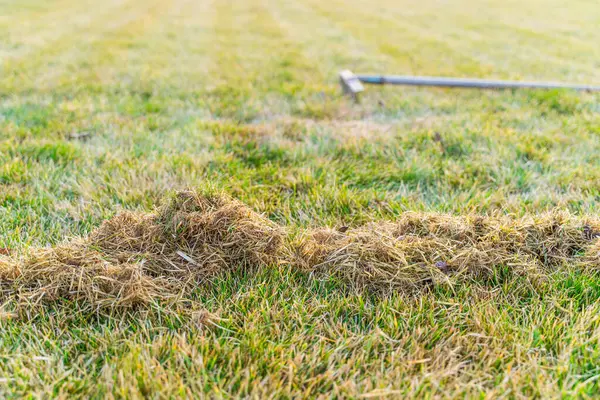 Kıştan sonra çim biçme işlemi, çimleri tarama. Kıştan sonra çimleri temizliyorum. Baharda bahçe bakımı.