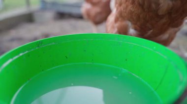 Lohmann Brown tavuğu yavaş çekimde kovadan su içiyor. Yüksek kaliteli FullHD görüntüler