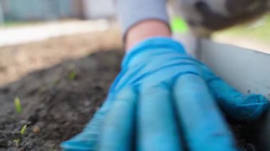 Mavi kauçuk eldivenli bir kadın, bahçe yatağındaki toprağı yavaş çekimde düzleştirir. Yüksek kaliteli FullHD görüntüler