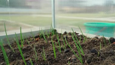 Seradaki bir yatakta taze soğan yetişiyor, yakın plan. Yüksek kaliteli FullHD görüntüler