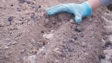 Bir el sırayı taze ekilmiş soğanları yavaş çekimde yakın çekim ile doldurur. Bahçede el işi. Yüksek kaliteli FullHD görüntüler