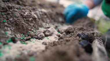 Sebze bahçesindeki bir tarlaya soğan ekiyorum. Arka planı bulanık bir sebze bahçesi yatağında çalışıyorum. Yüksek kaliteli FullHD görüntüler