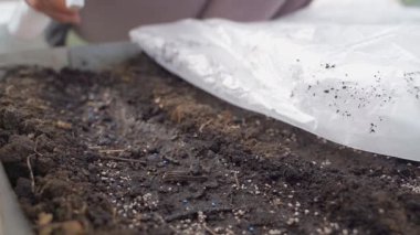 Seradaki bir yatağın üstündeki toprağa tohum serpmek. Yüksek kaliteli FullHD görüntüler