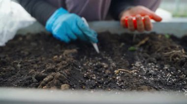 Seranın toprağına tohum eken dişi eller. Cımbızla tohum ekiyorum. Yüksek kaliteli FullHD görüntüler