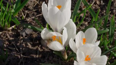 Arı tozlayan beyaz timsahlar. Yüksek kalite 4k görüntü