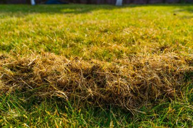 Kıştan sonra çimleri tırmıkladıktan sonra kuru ot miktarı. Baharda bahçe bakımı.