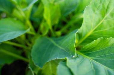 Su, bir seradaki lahana fidanlarının yapraklarına damlıyor, yakın plan..