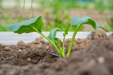 Taze ekilmiş lahana fideleri sabah güneş doğarken bahçede yetişir. Genç sebze filizleri.