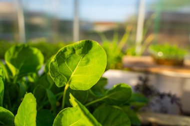Gün batımında serada lahana fideleri..