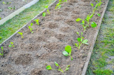 Bahçe yatağına lahana tohumları ekildi..