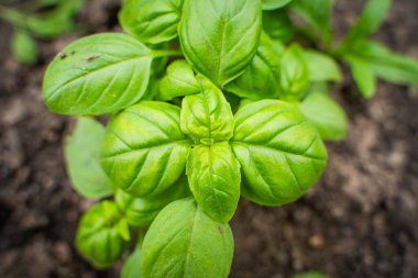 Sebze bahçesinde büyüyen fesleğen..