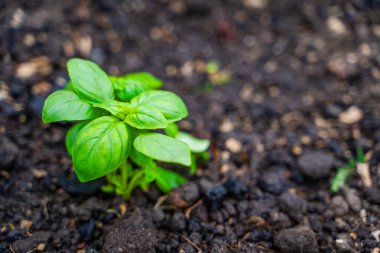 Toprakta yetişen küçük fesleğen, yakın plan..