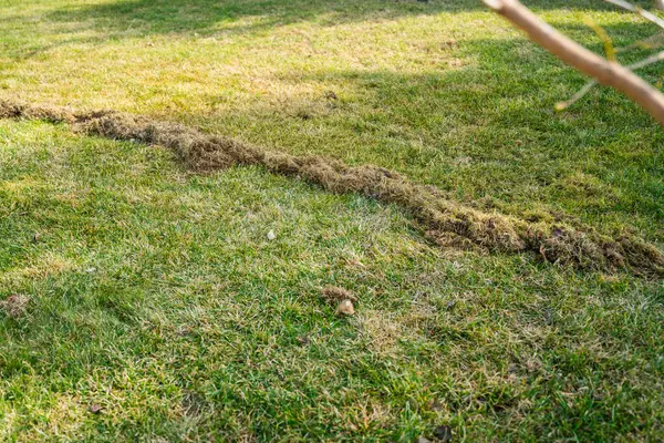 Kıştan sonra çimleri temizleme süreci. Baharda bahçe bakımı. Kuru otları temizlemek için çimleri fırçalıyorum..