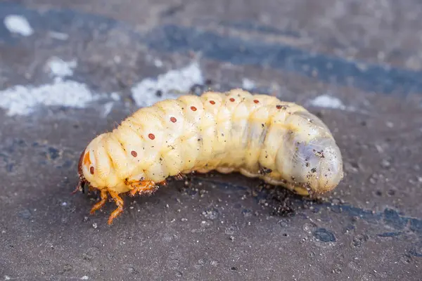 Büyük gergedan böcek larvası, yakın plan..