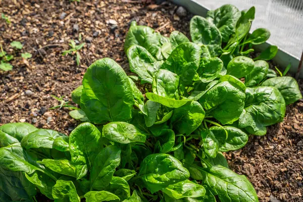 Serada yakın plan bir yatakta büyüyen ıspanak. Gün batımında büyük ıspanak yaprakları yetişiyor..