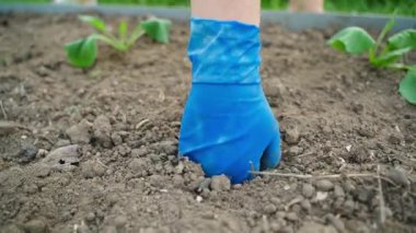 Mavi lastik eldivenli bir el tohum ekmeden önce toprakta bir delik açar. Ağır çekimde yakın çekim. Yüksek kaliteli FullHD görüntüler