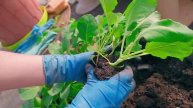 Lahana fidelerini bölme işlemi. Serada fidanlar yetişiyor. Mavi lastik eldivenli kadın eller. Yüksek kaliteli FullHD görüntüler