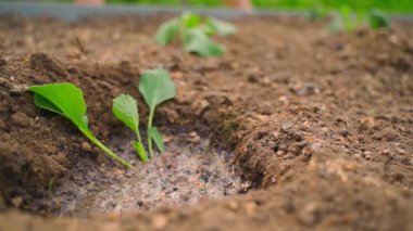 Genç bir lahana tohumu bahçe yatağına ekilmeye hazır. Haşerelere karşı toprak katkı maddesi. Yüksek kaliteli FullHD görüntüler