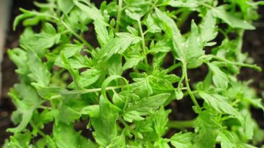 Domates fideleri yakın plan, üst manzara. Pürüzsüz kamera hareketi. Yüksek kaliteli FullHD görüntüler