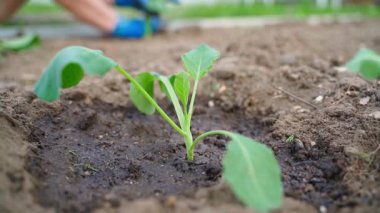 Yeni dikilmiş lahana filizleri yakın plan ve bulanık arka planda eldivenli eller bahçeye fidanlar ekiyor. Yüksek kaliteli FullHD görüntüler