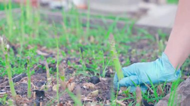 Eldivenli bir kadın sebze bahçesinden yeşil kuşkonmaz topluyor. Yüksek kalite 4k görüntü