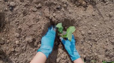 Lastik eldivenli kadın eller bahçedeki bir yatağa lahana fideleri dikiyor. Yüksek kaliteli FullHD görüntüler