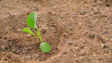 Sebze bahçesine yeni ekilmiş lahana filizlerine mineral gübresi ekliyorum. Yakın plan. Yüksek kalite 4k görüntü