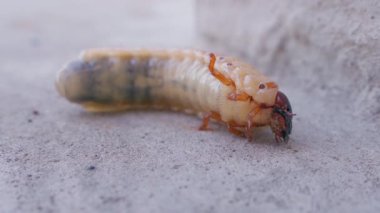 Gergedan böcek larvasının yakın çekimi. Kocaman çirkin bir larva. Yüksek kaliteli FullHD görüntüler