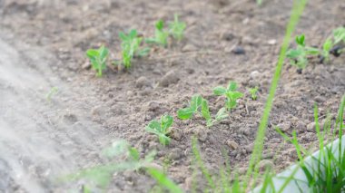 Sebze bahçesi yatağını sulama tenekesinden bezelye yetiştirerek sulamak. Yüksek kalite 4k görüntü