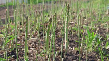 Mavi lastik eldivenli bir el baharda sebze bahçesinde kuşkonmaz hasat eder. Yüksek kalite 4k görüntü