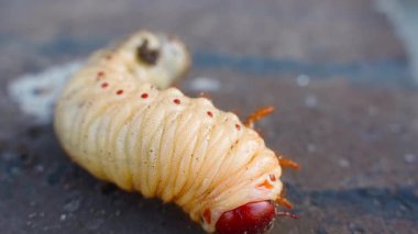 Gergedan böcek larvasının yakın çekimi. Kocaman çirkin bir larva. Yüksek kaliteli FullHD görüntüler